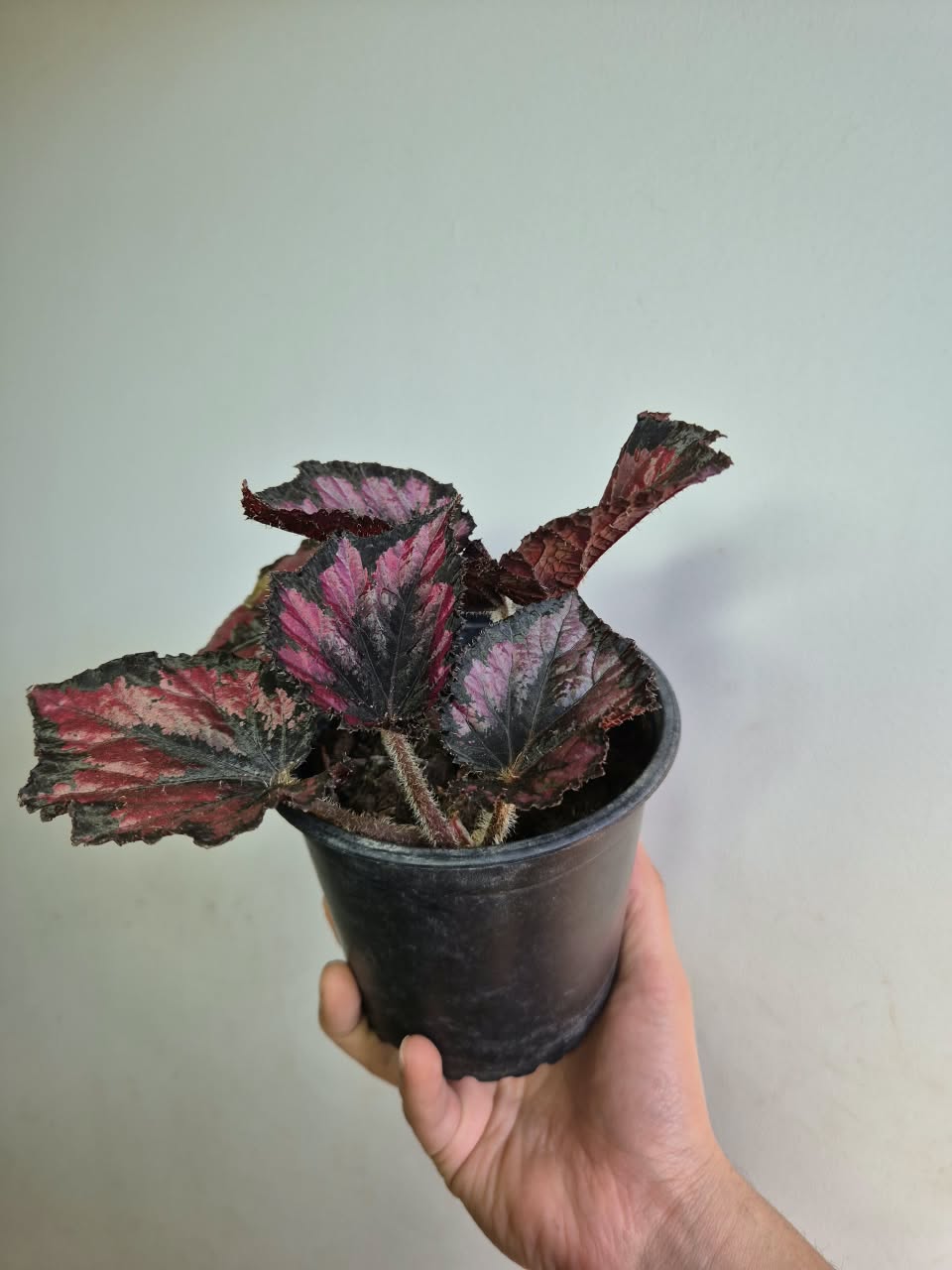 Begonia Red Kiss