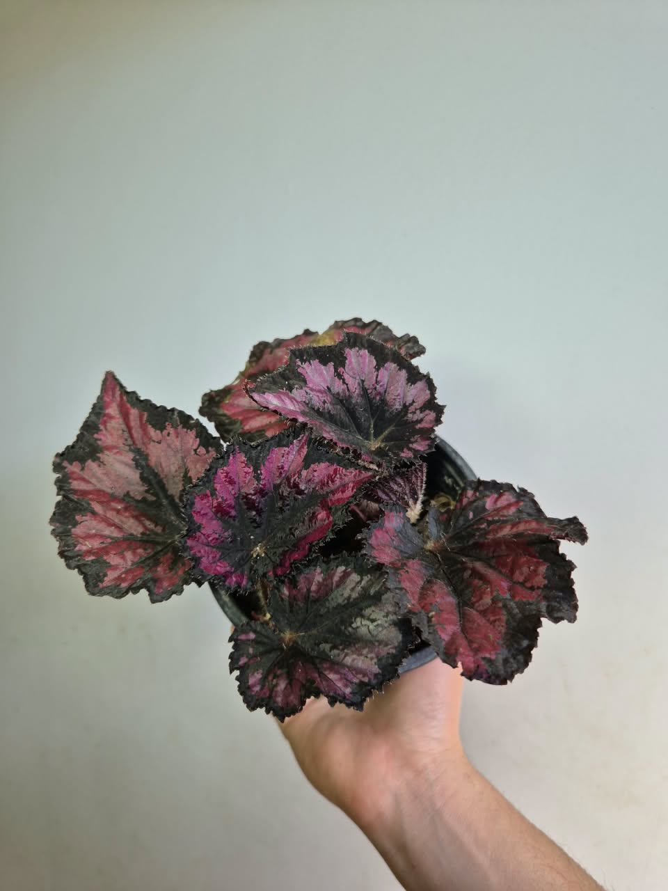Begonia Red Kiss