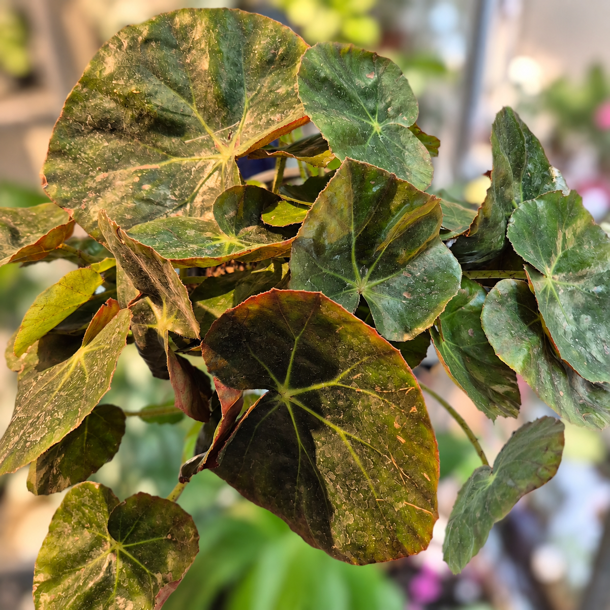 Begonia cuero