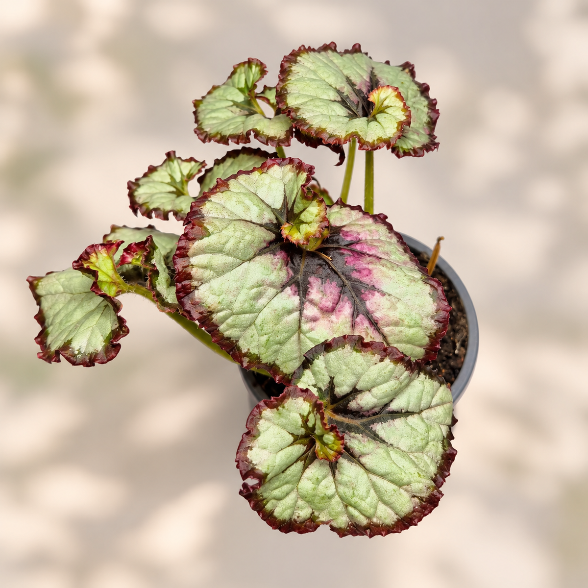 Begonia caracol