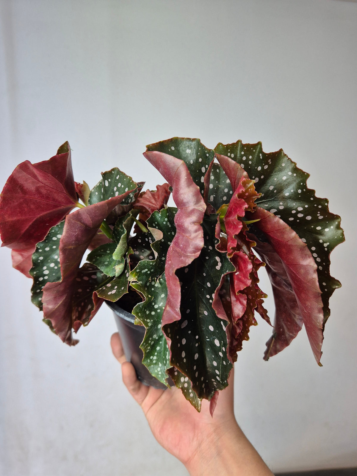 Begonia cracklin rosie