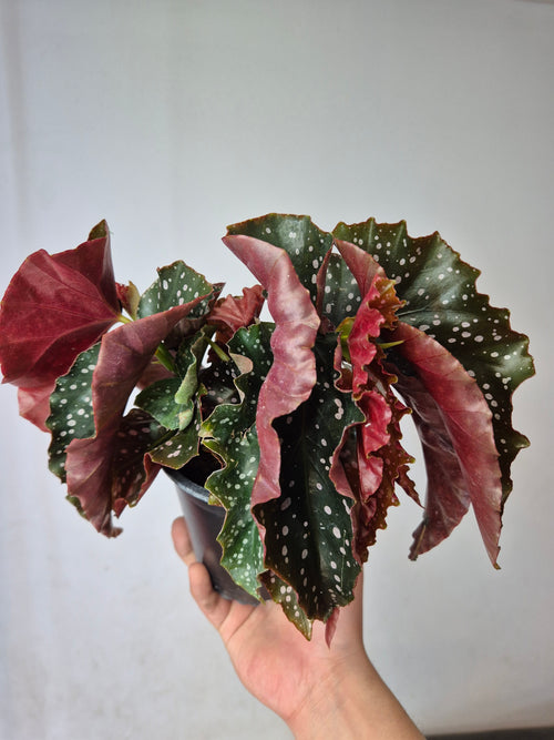 Begonia cracklin rosie