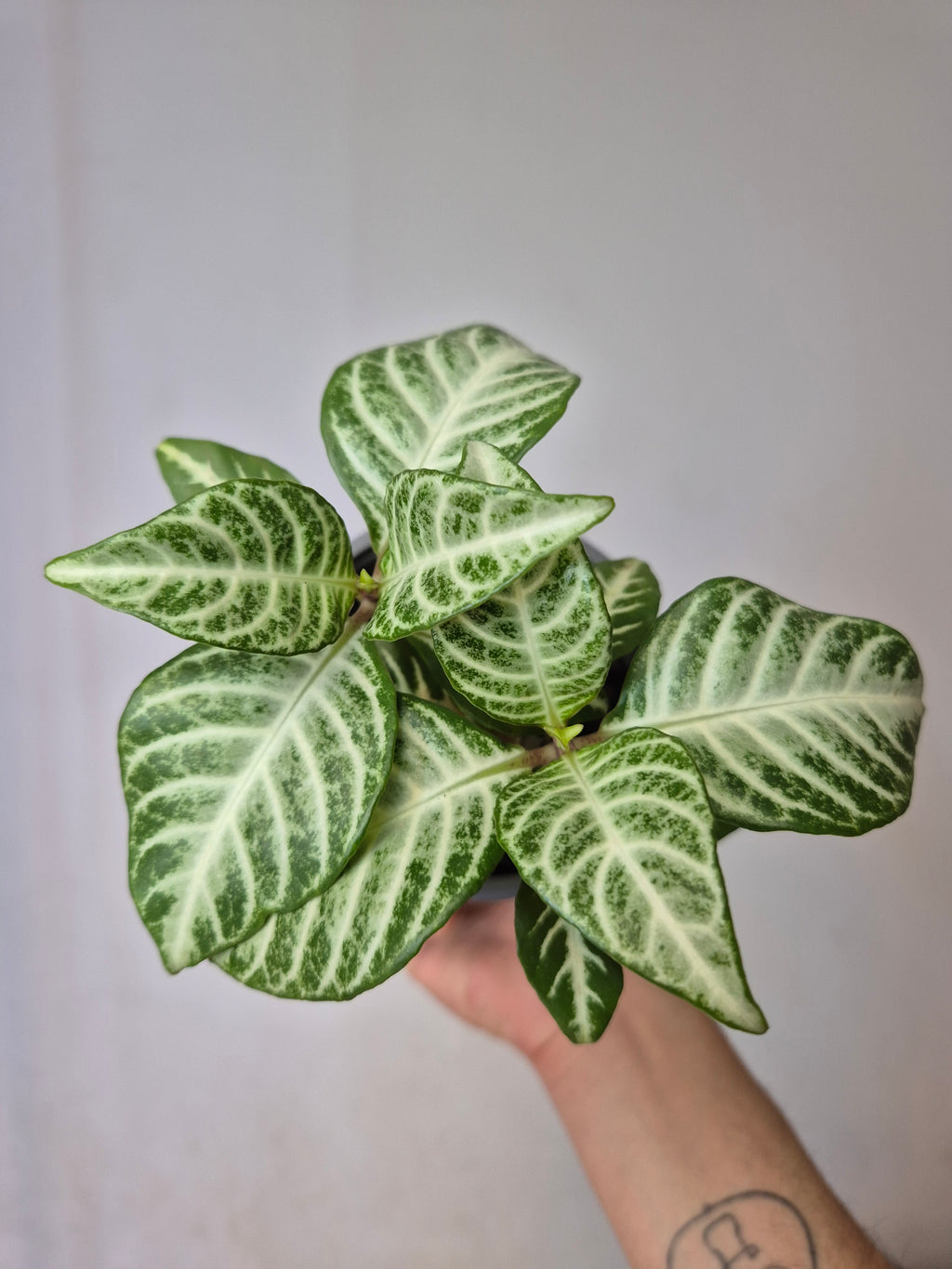 Afelandra Variegada