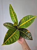 Croton