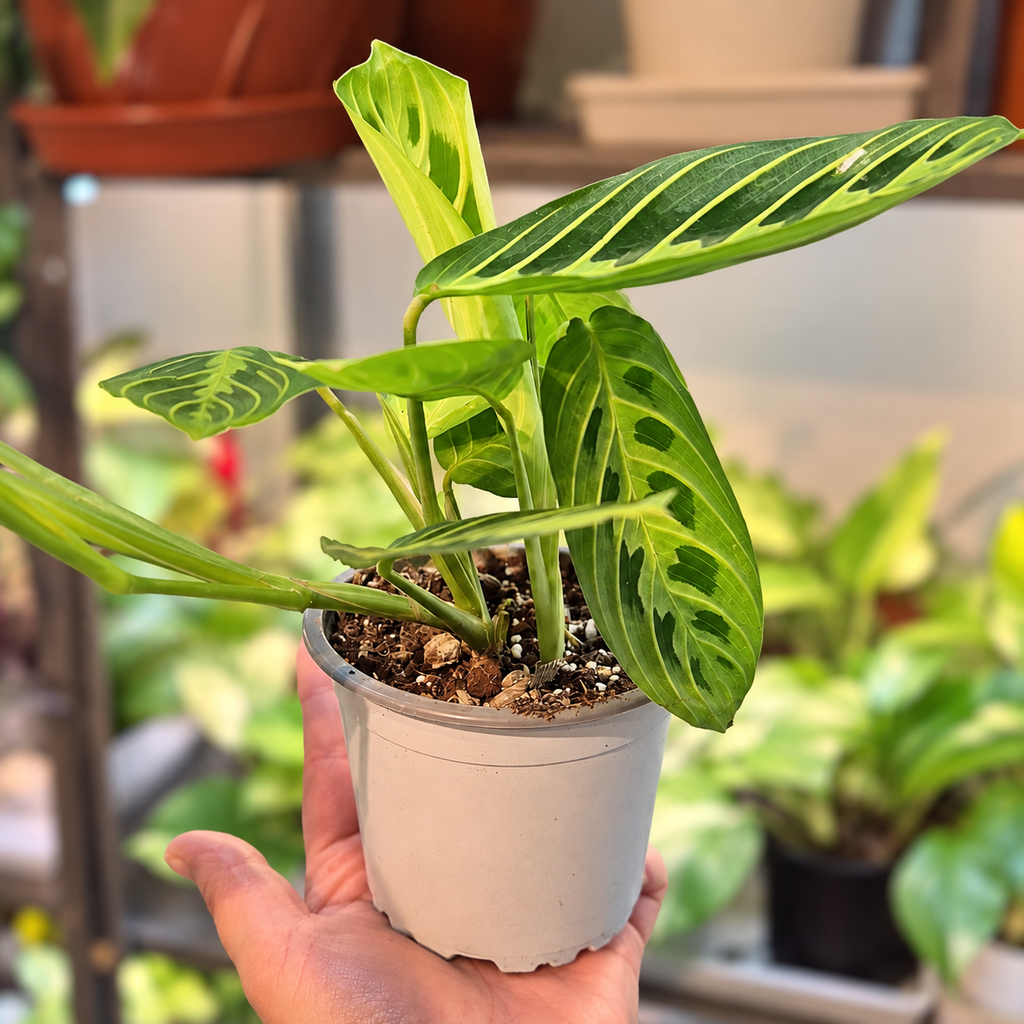 Maranta lemon lime