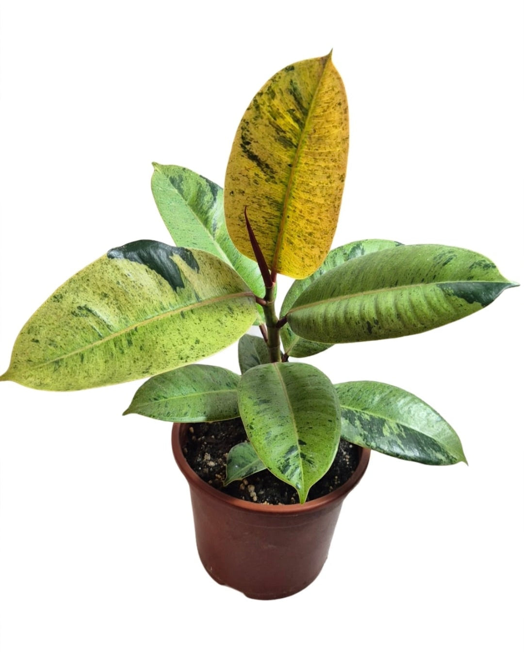 Gomero shiveranea