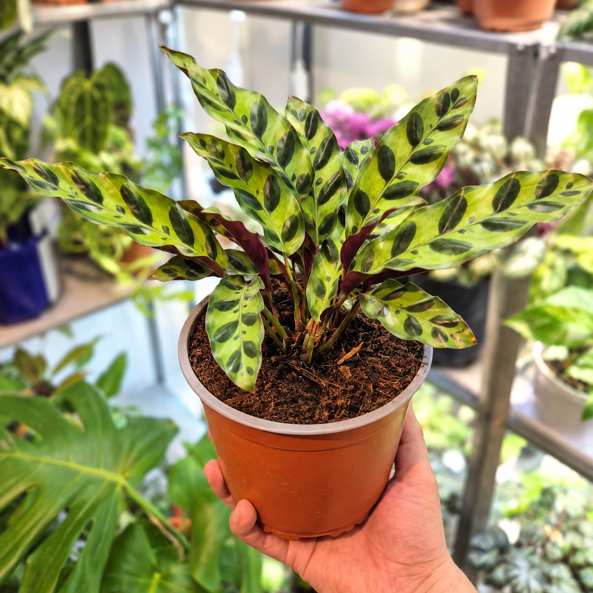 Calathea lancifolia