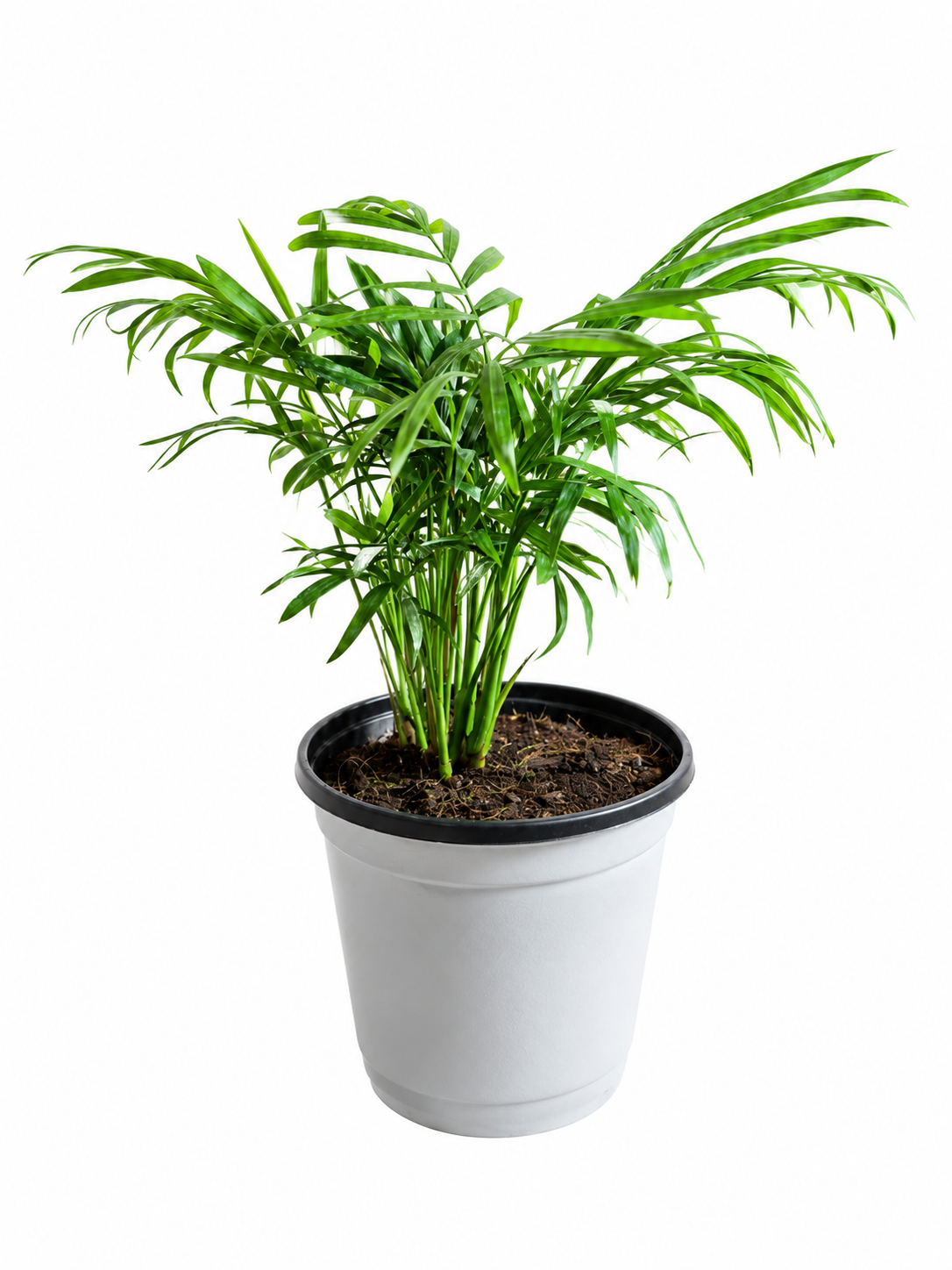 Chamadorea compacta enana