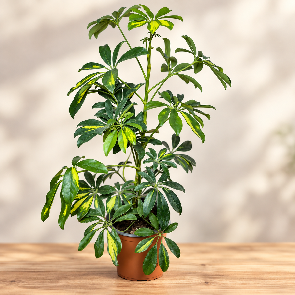 Schefflera