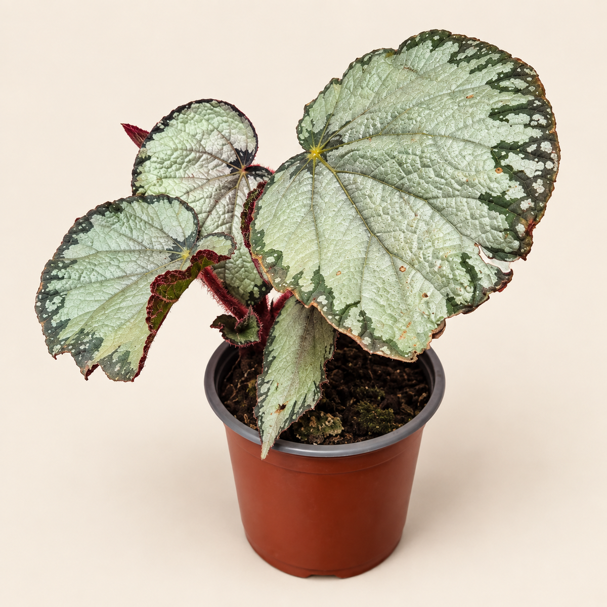 Begonia plateada