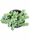 Sedum burrito (cola de burro)