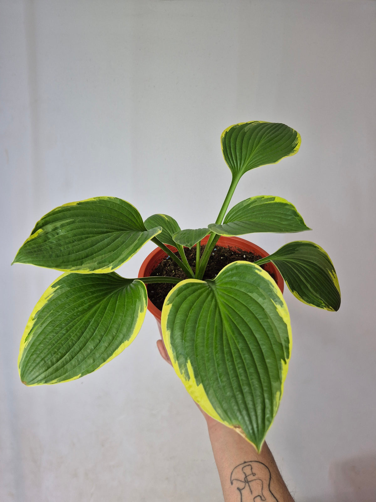 Hosta