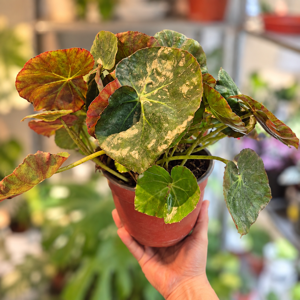 Begonia cuero