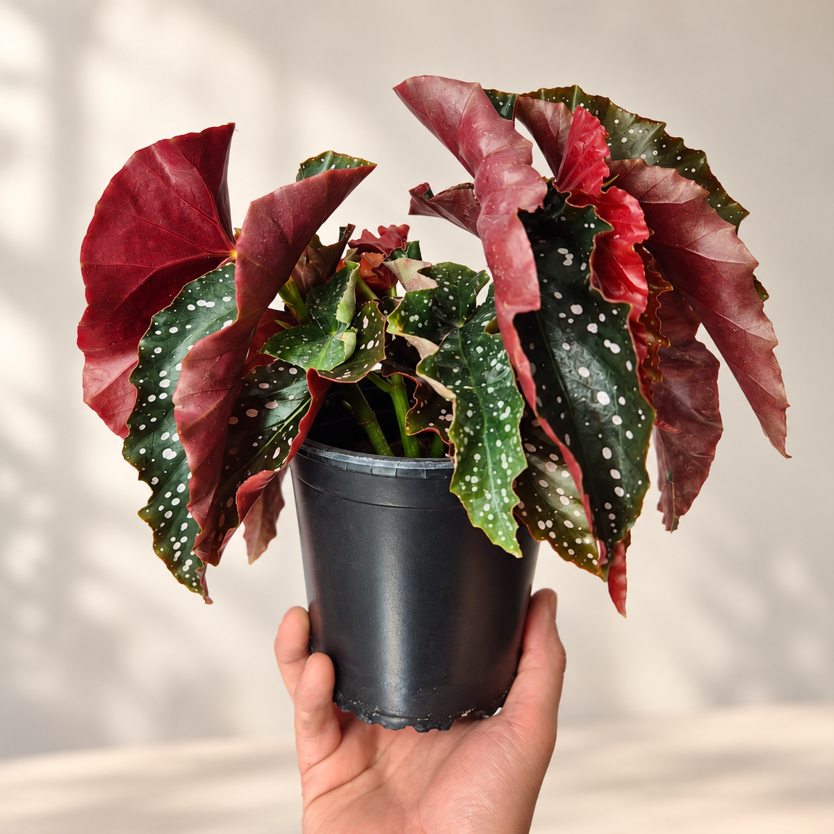 Begonia cracklin rosie
