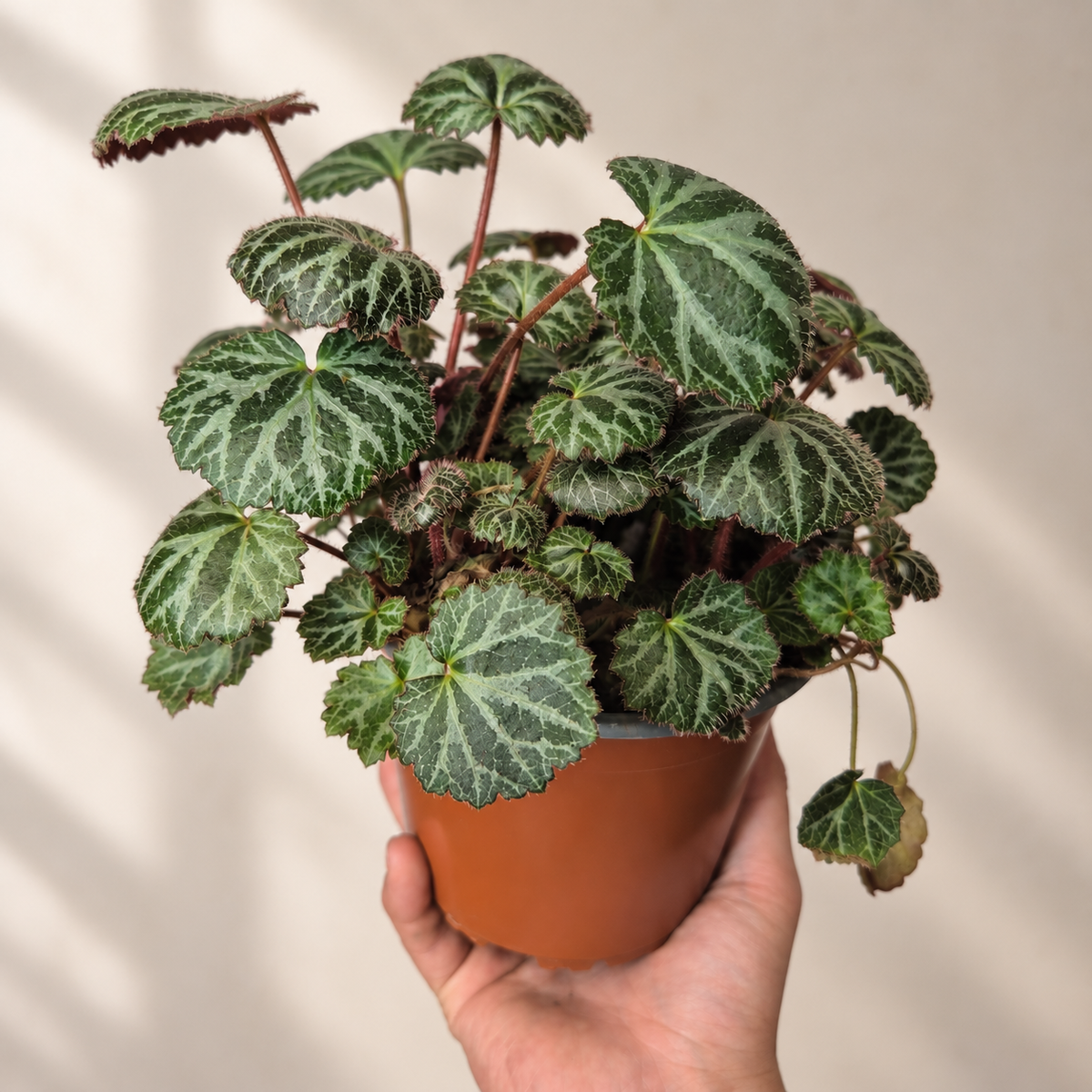 Saxifraga