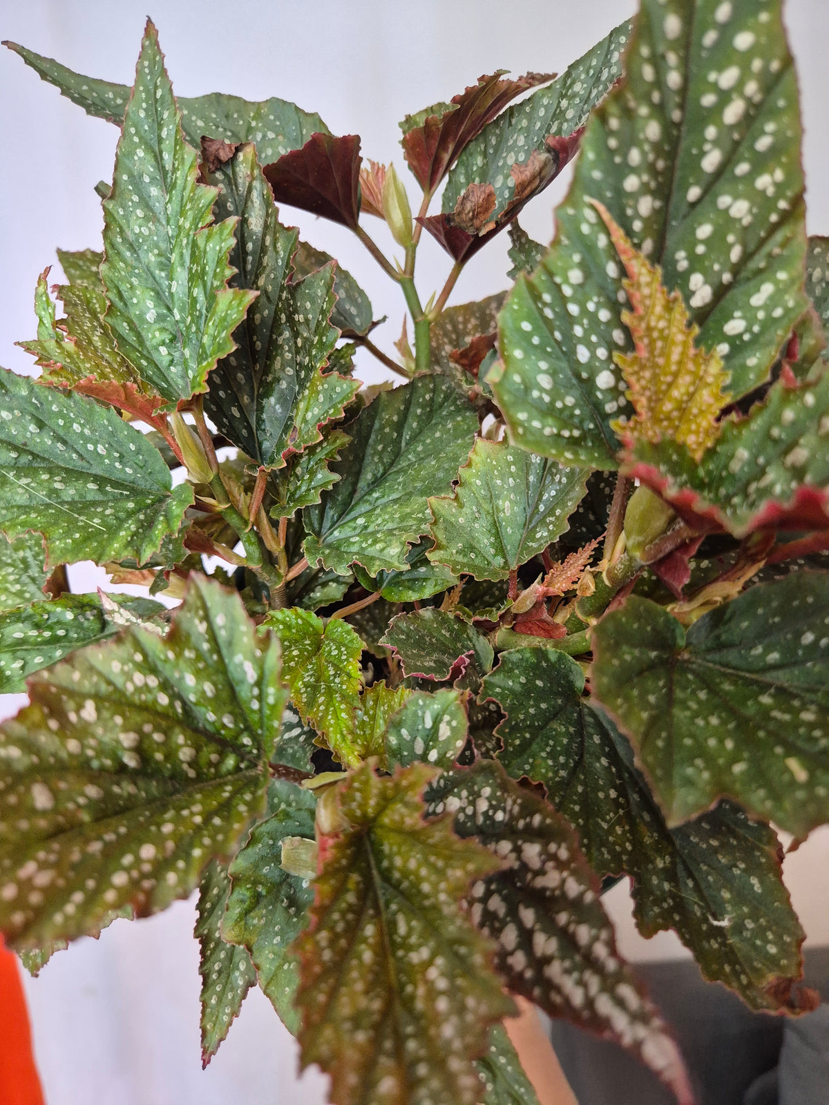 Begonia alas de angel