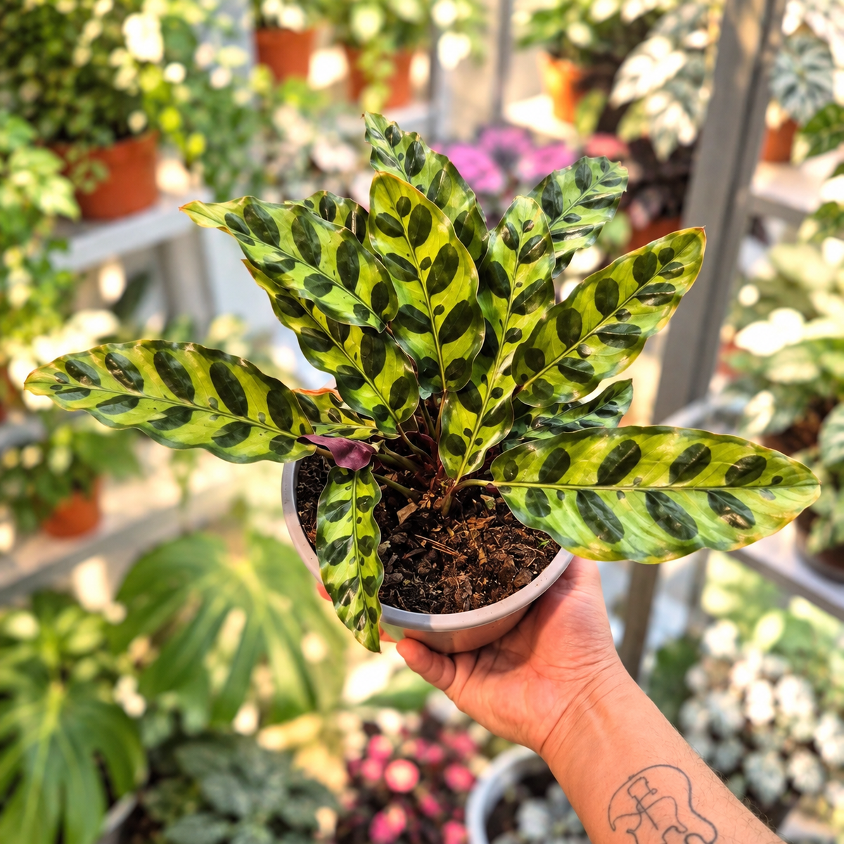 Calathea lancifolia