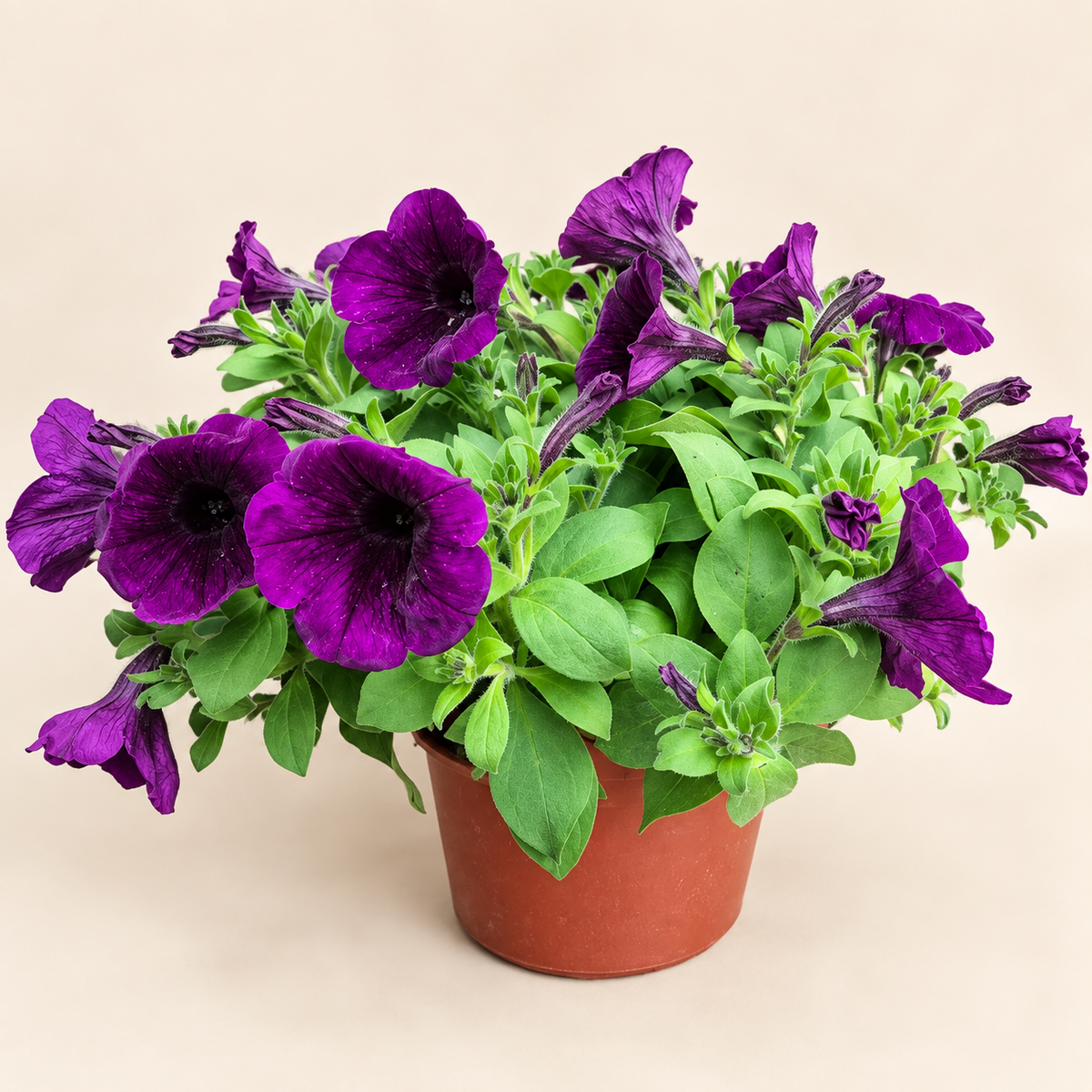 Petunias