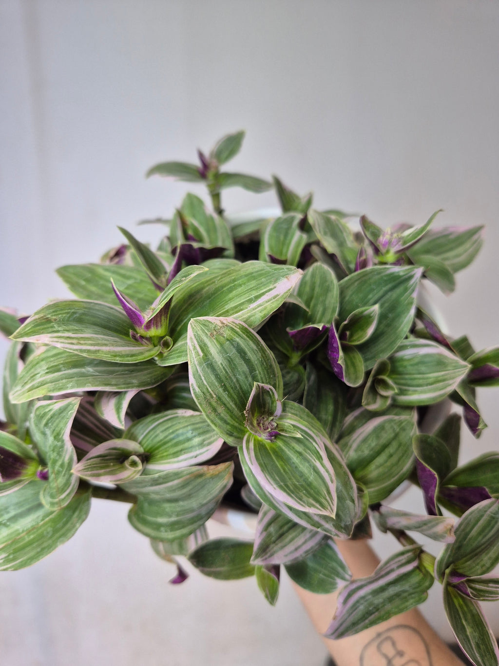 Tradescantia Nanouk bowl