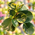 Peperomia obtusifolia variegada