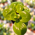 Peperomia obtusifolia lemon