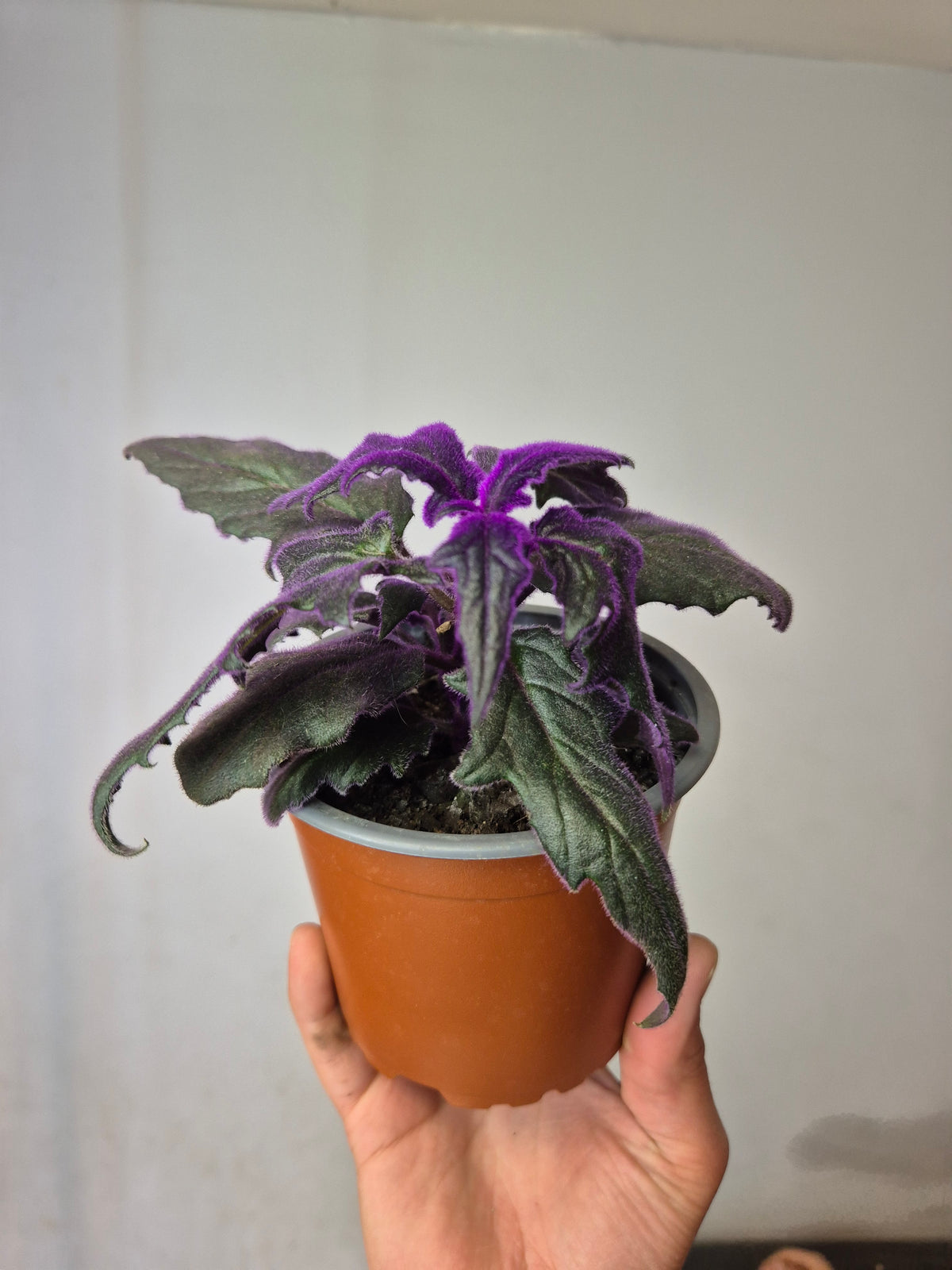 Gynura