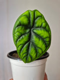 Alocasia aegis