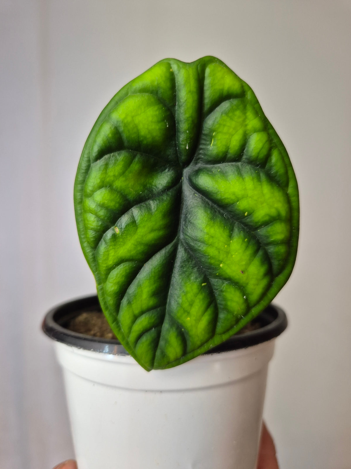 Alocasia aegis
