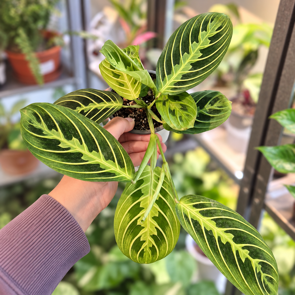 Maranta lemon lime