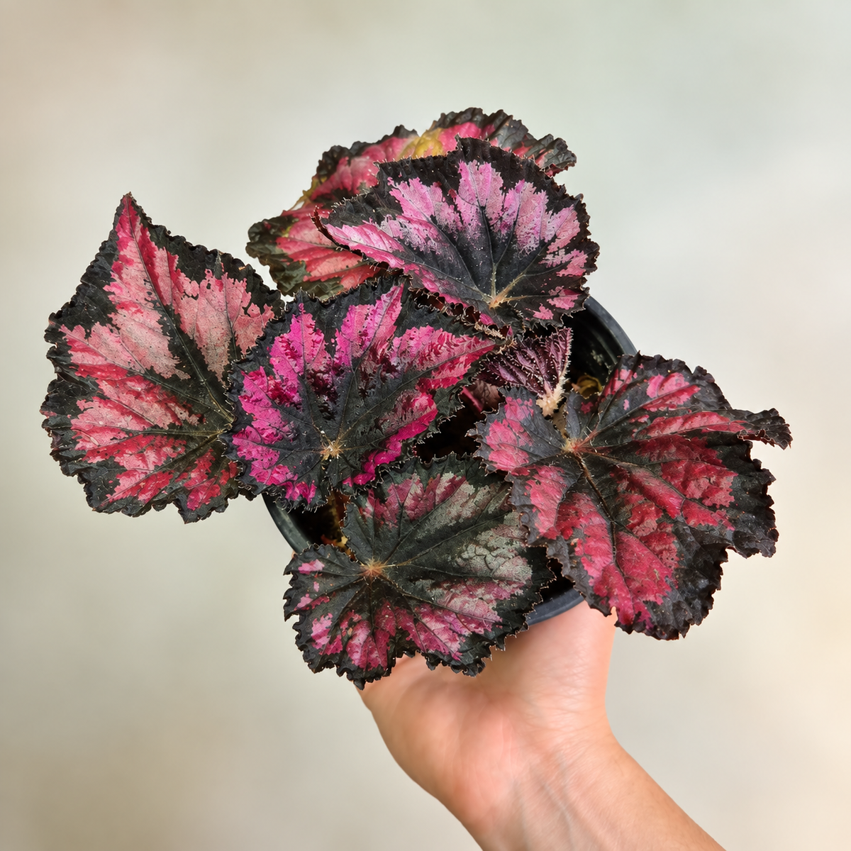 Begonia Red Kiss