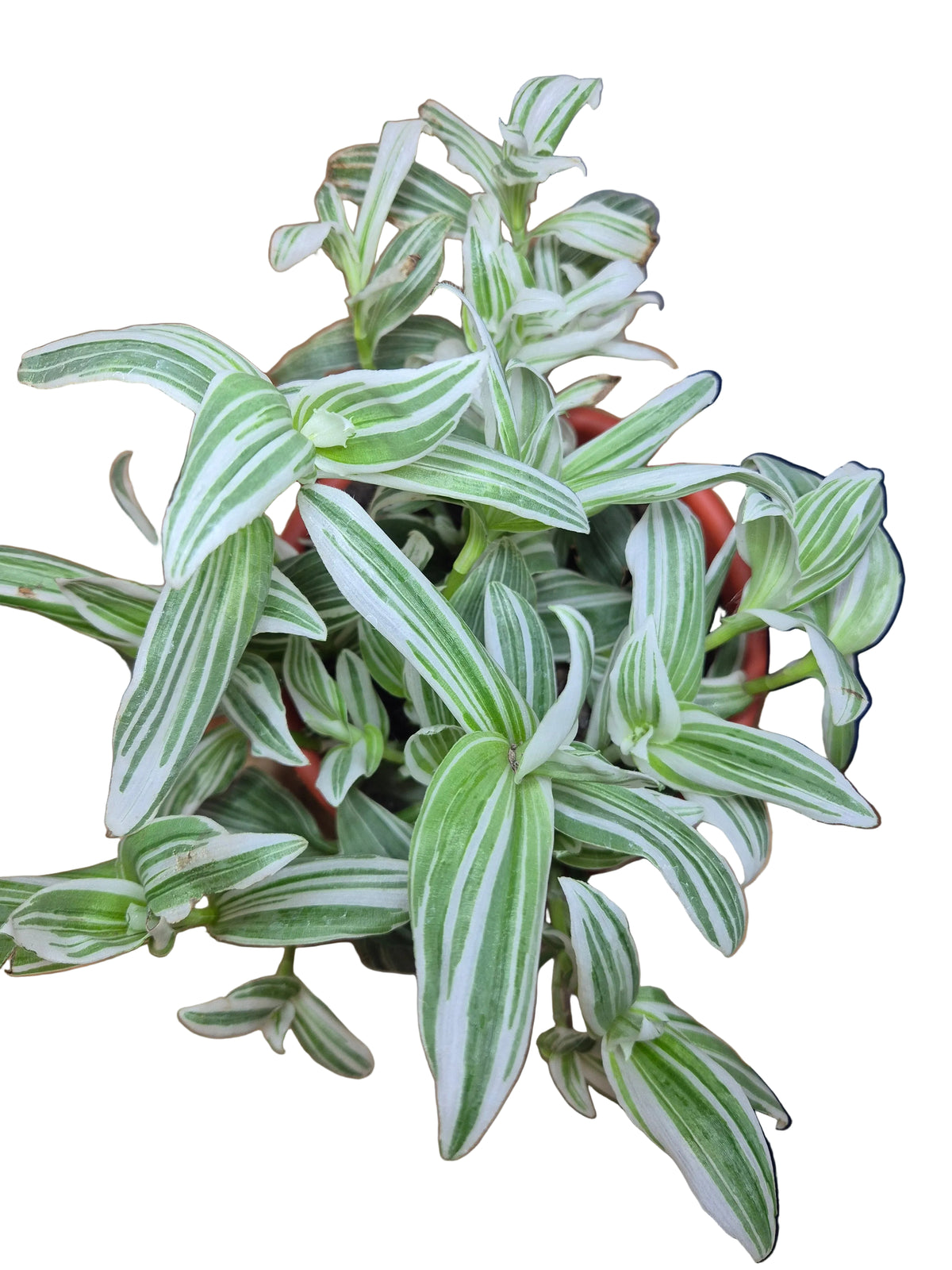Tradescantia blanca