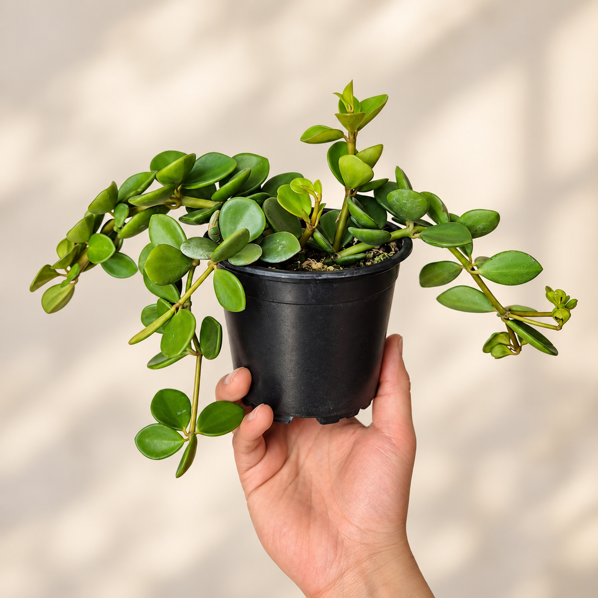 Peperomia hope