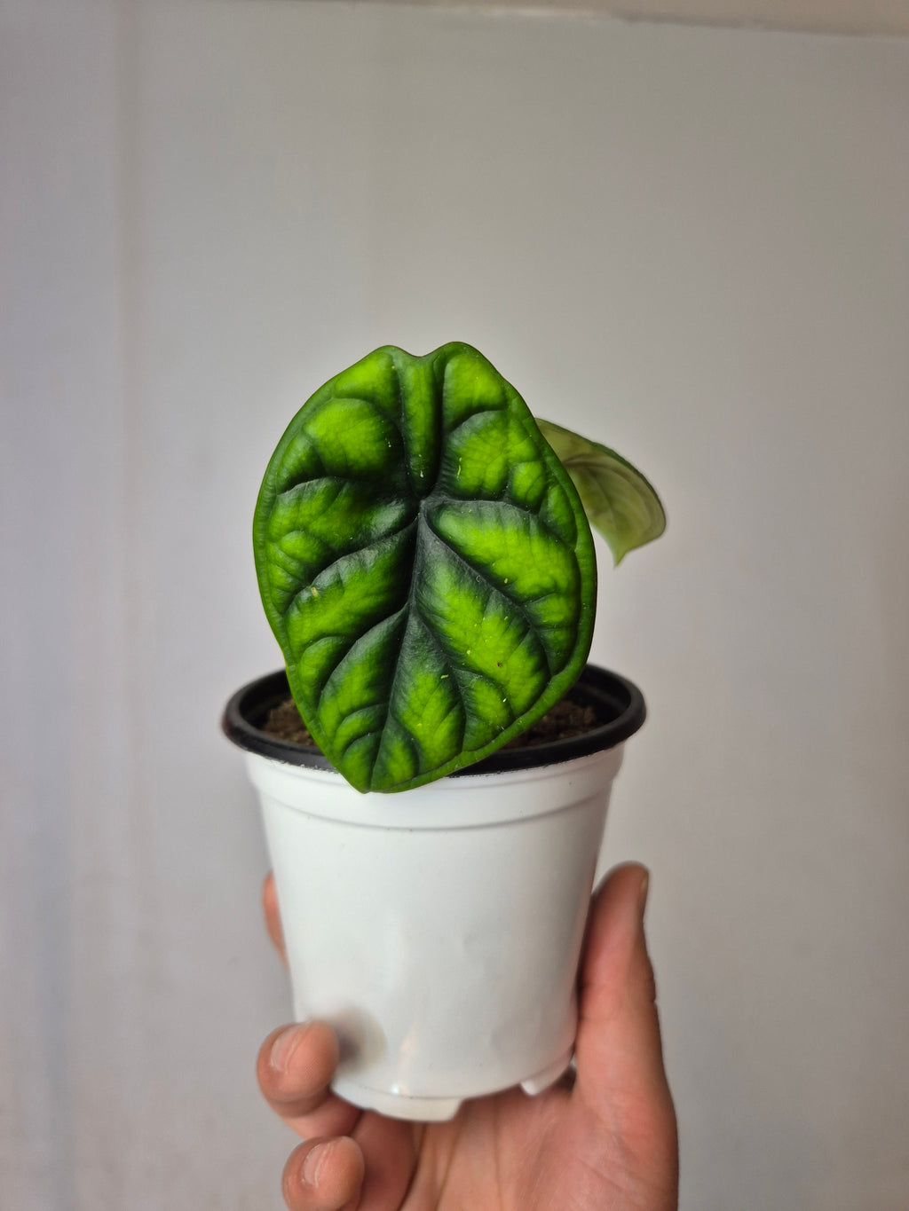Alocasia aegis