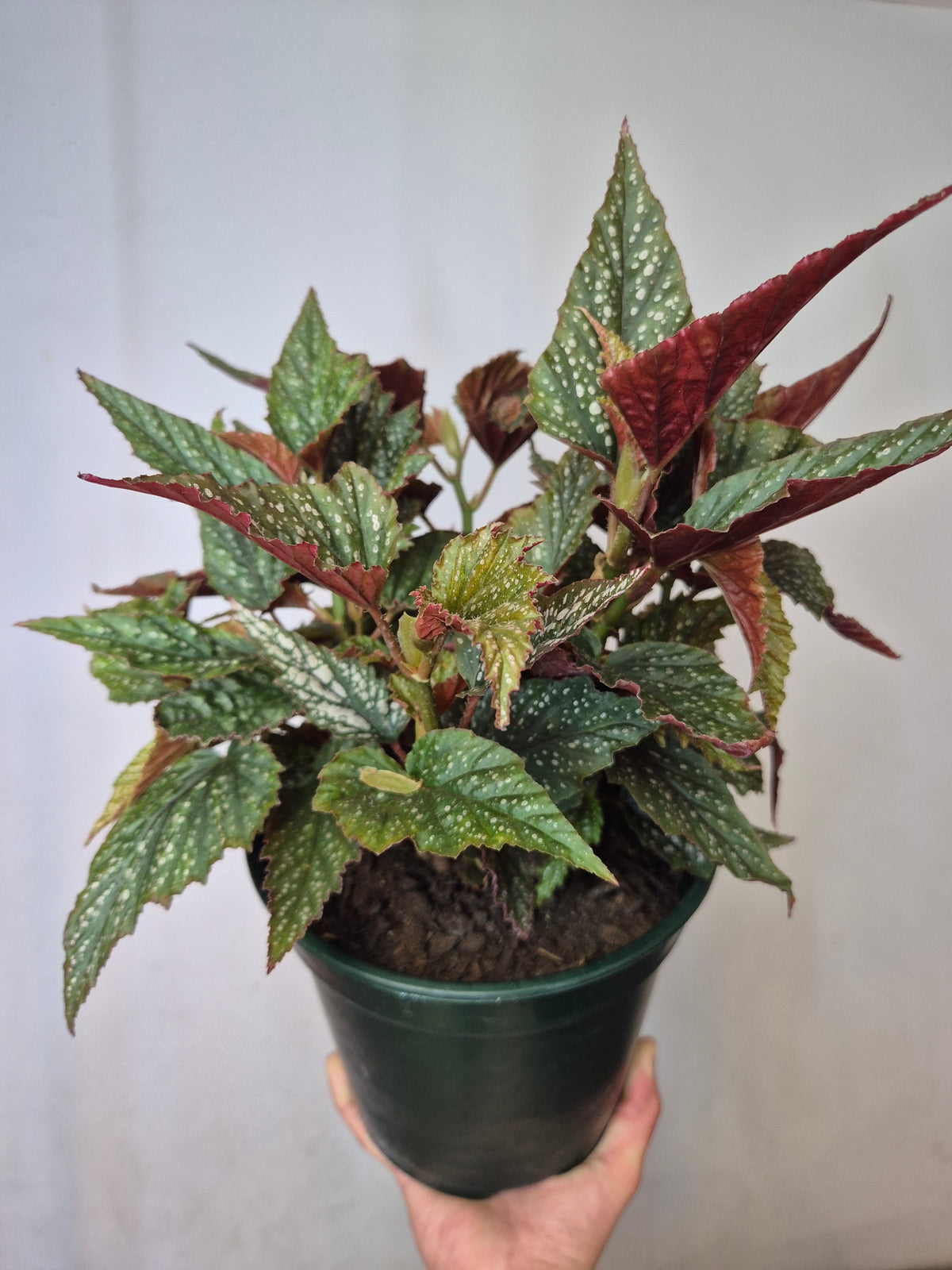 Begonia alas de angel