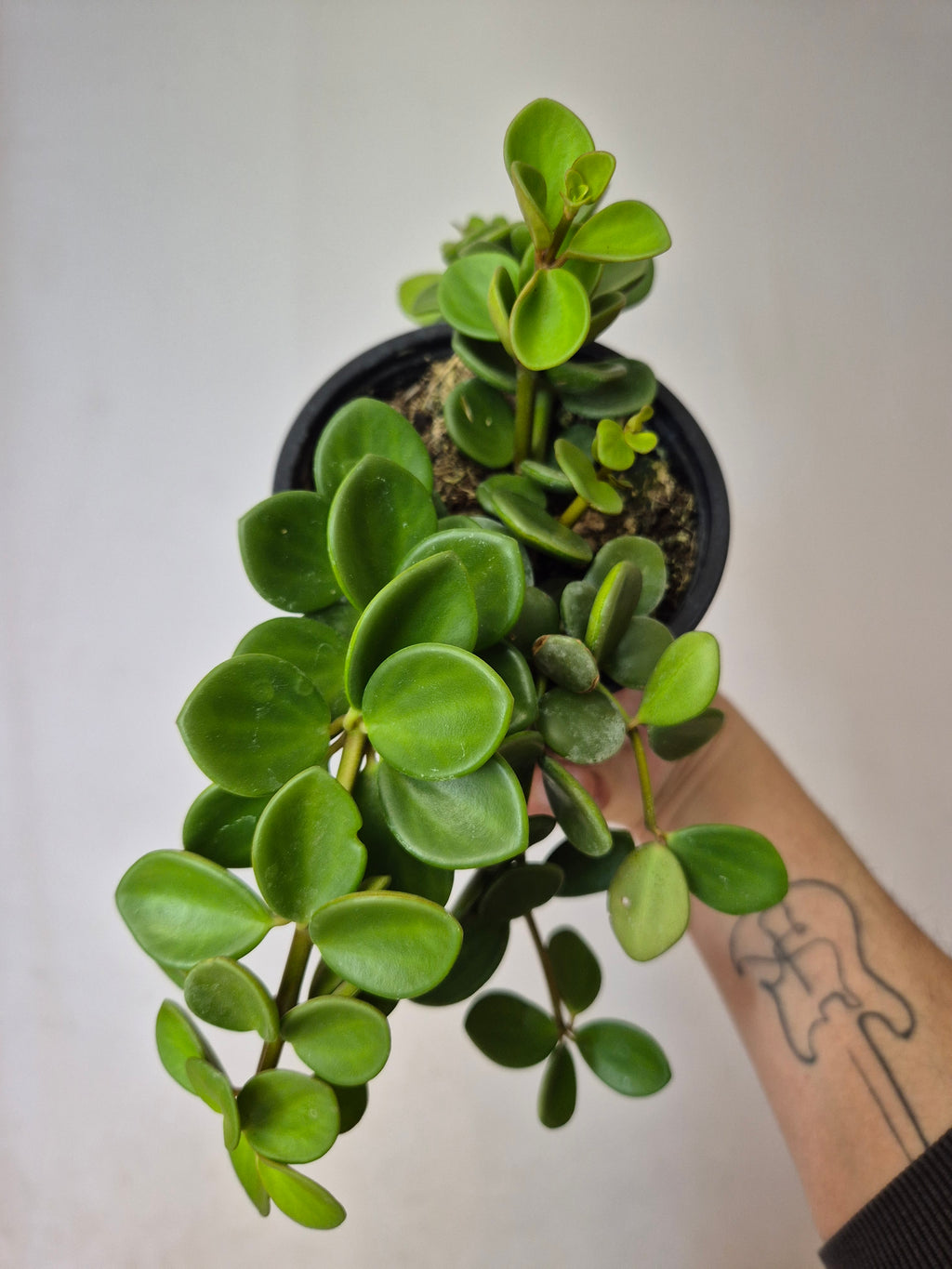 Peperomia hope