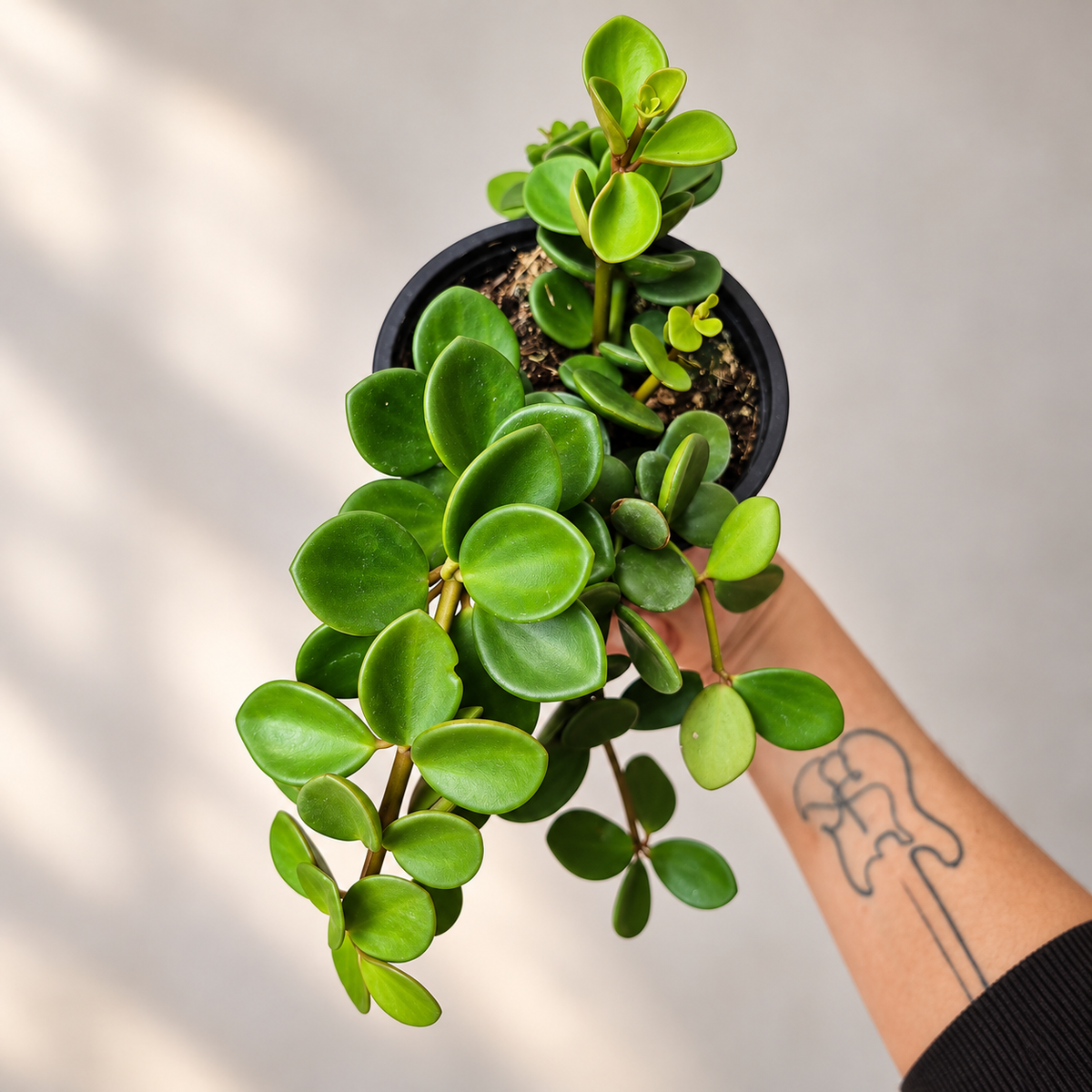 Peperomia hope