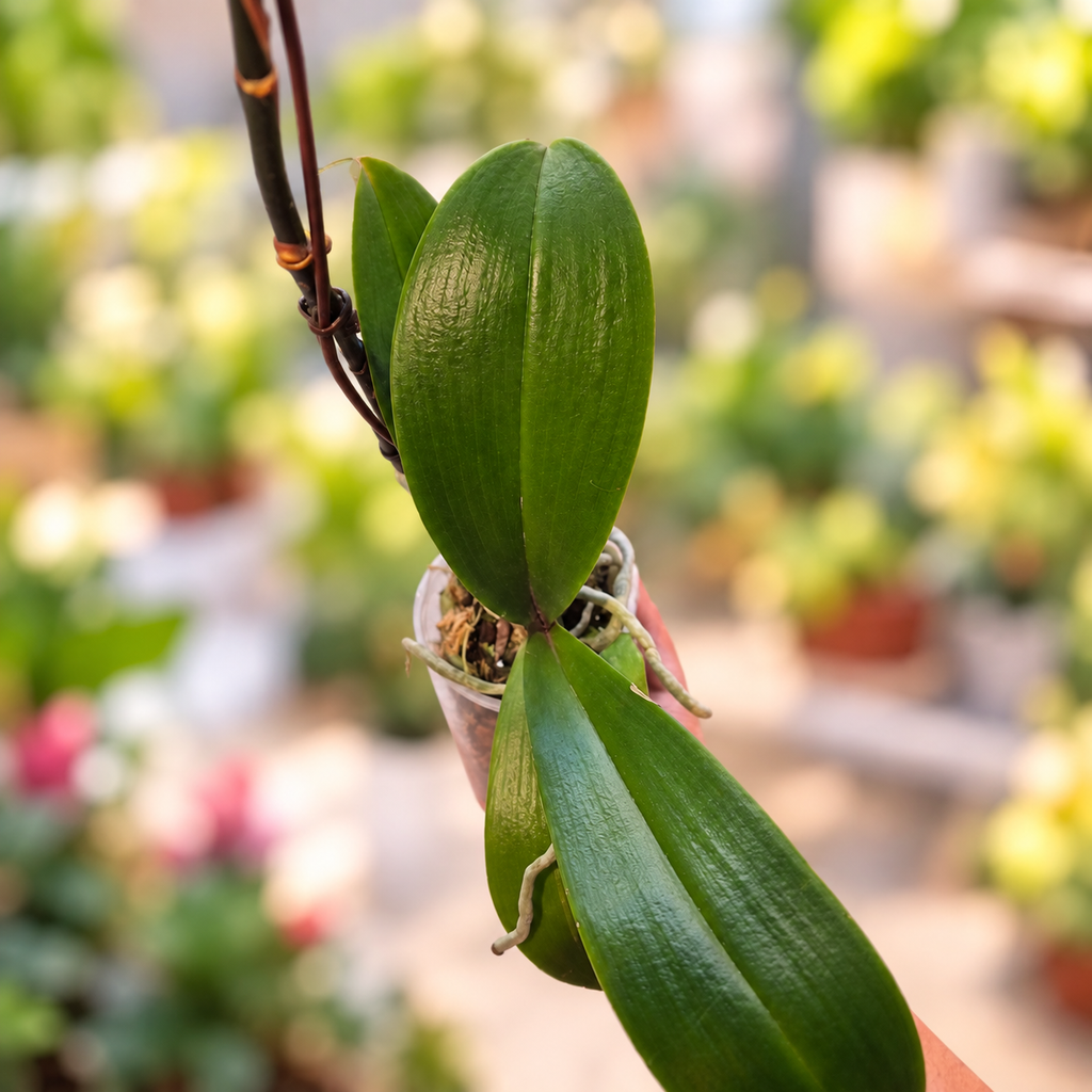 Orquídeas
