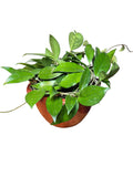 Clepia verde bowl
