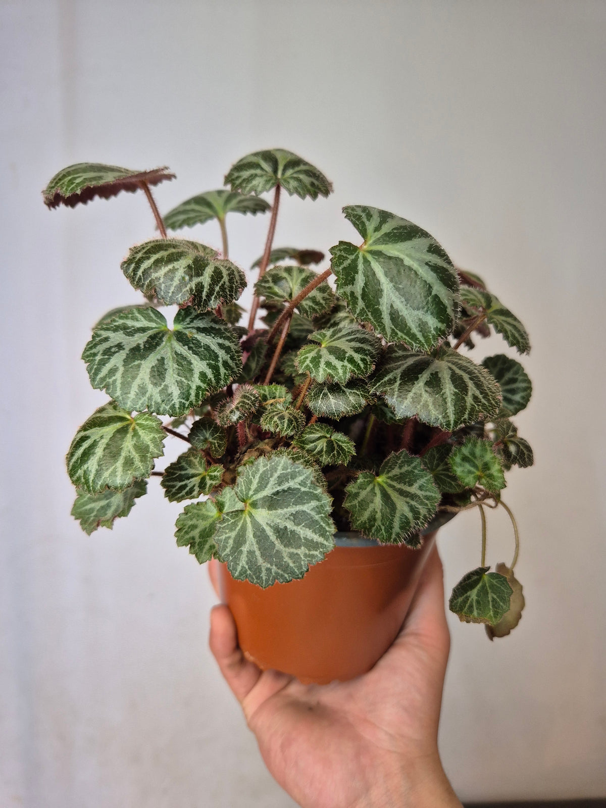 Saxifraga