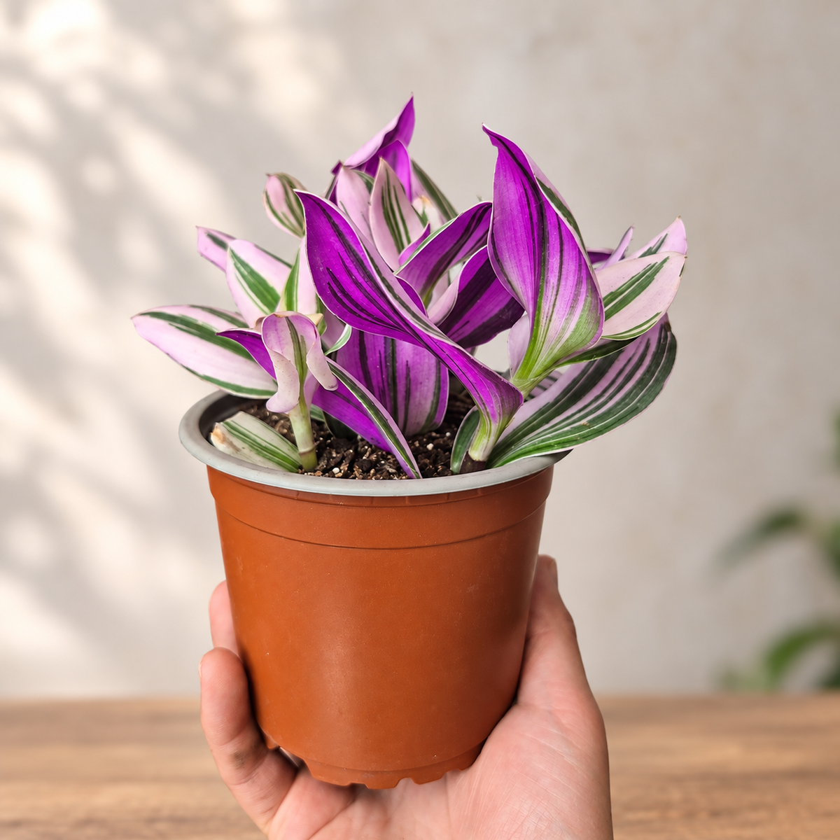 Tradescantia nanouk pink