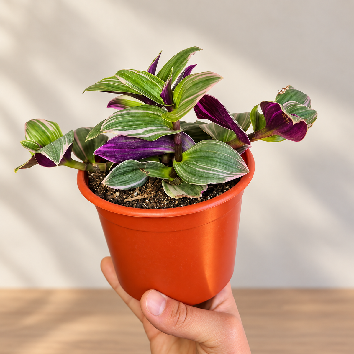 Tradescantia Nanouk