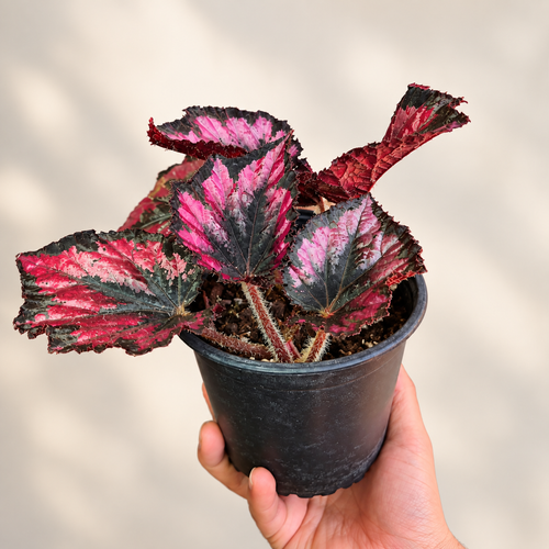 Begonia Red Kiss