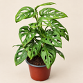 Adansonii Narrow