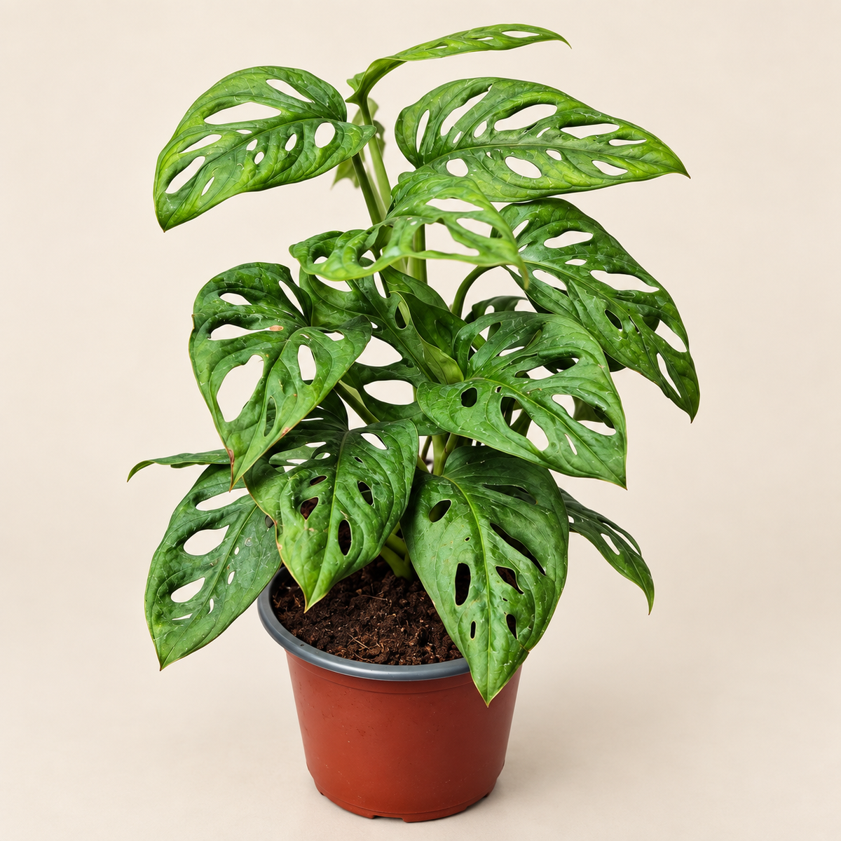 Adansonii Narrow