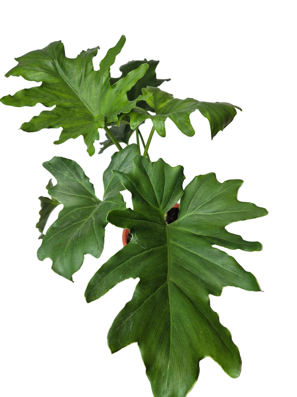 Filldendro paraguayo