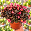 Begonia porcelana bowl