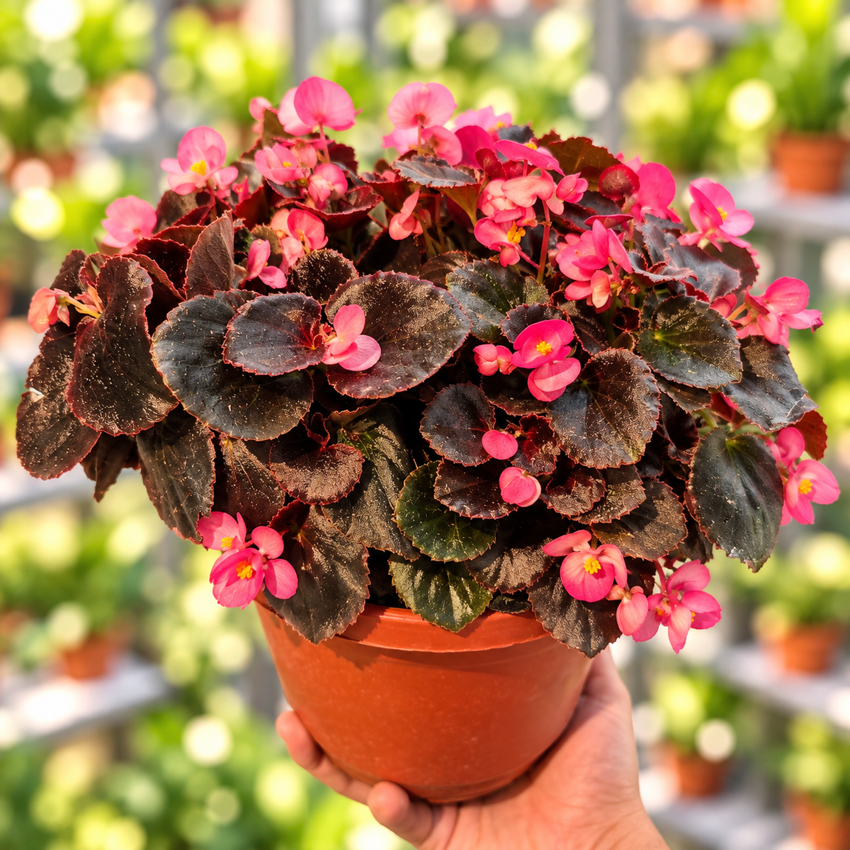 Begonia porcelana bowl