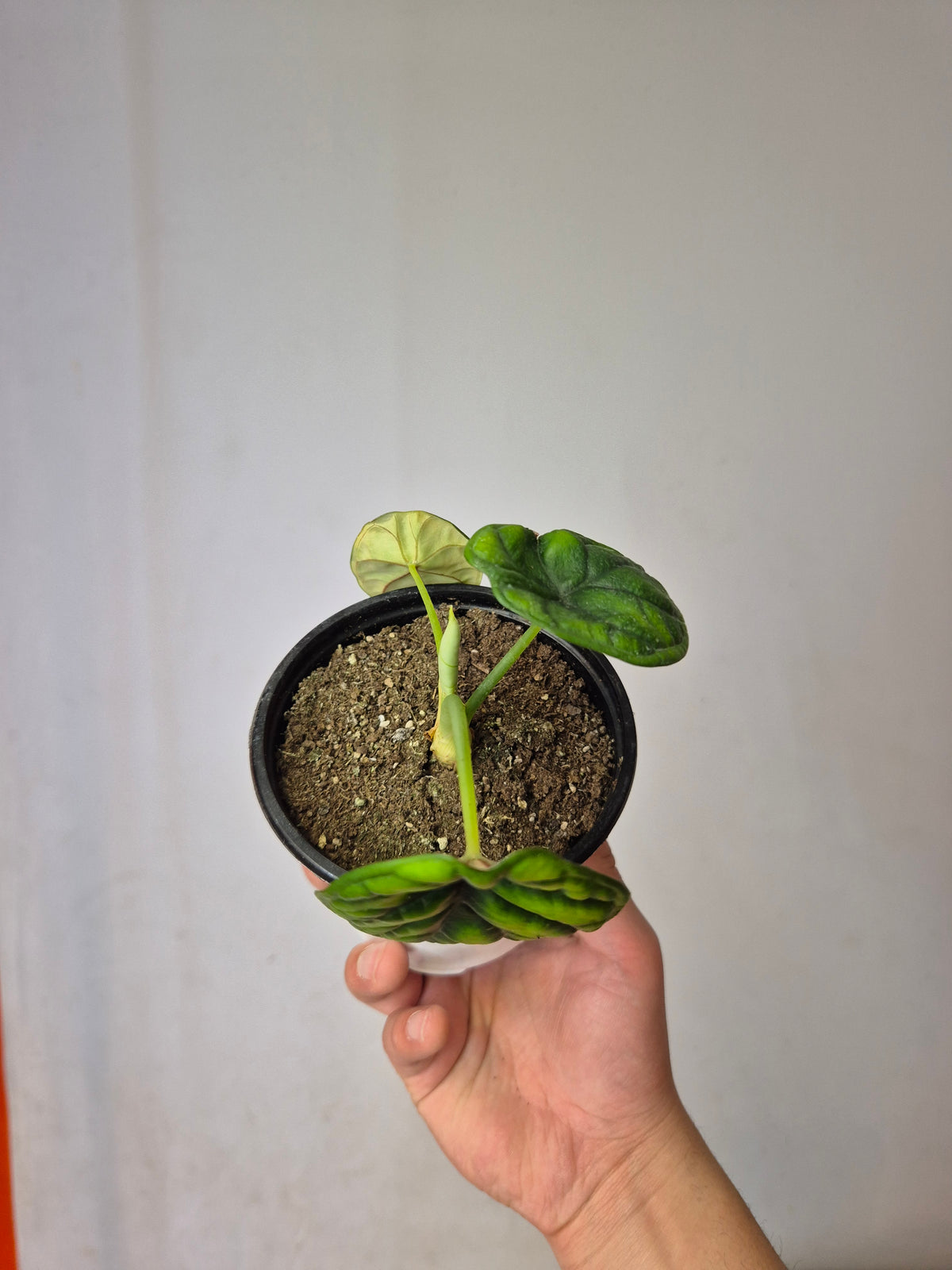 Alocasia aegis