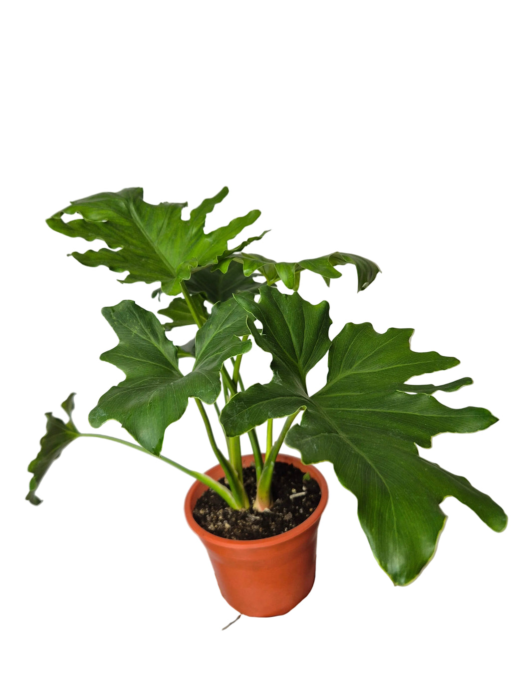 Filldendro paraguayo