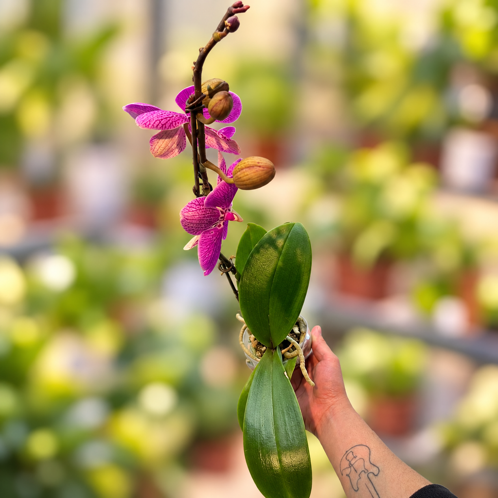 Orquídeas